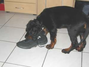 11 Wochen - Bibo mit Uwes Turnschuh